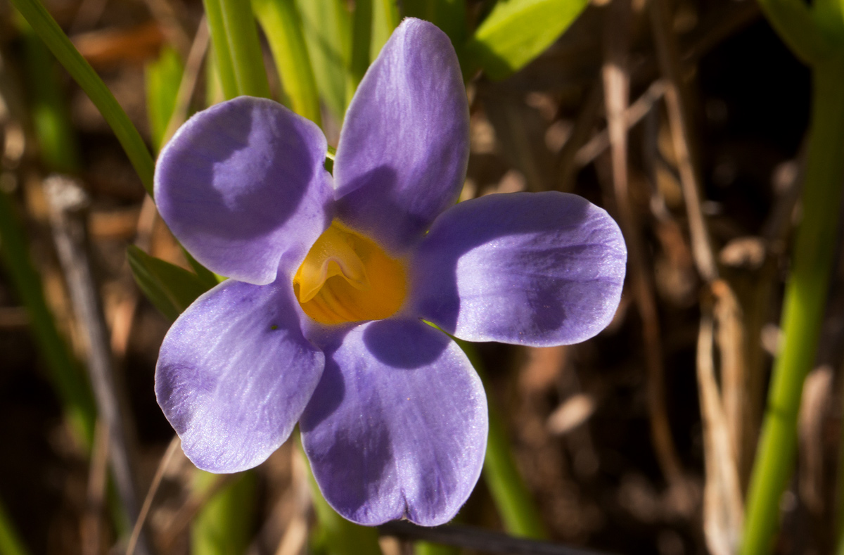 Thunbergia lancifolia