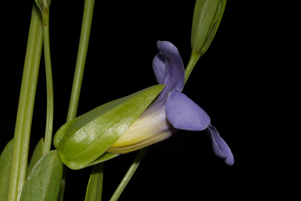 Thunbergia lancifolia