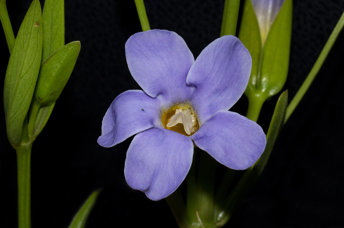Thunbergia lancifolia