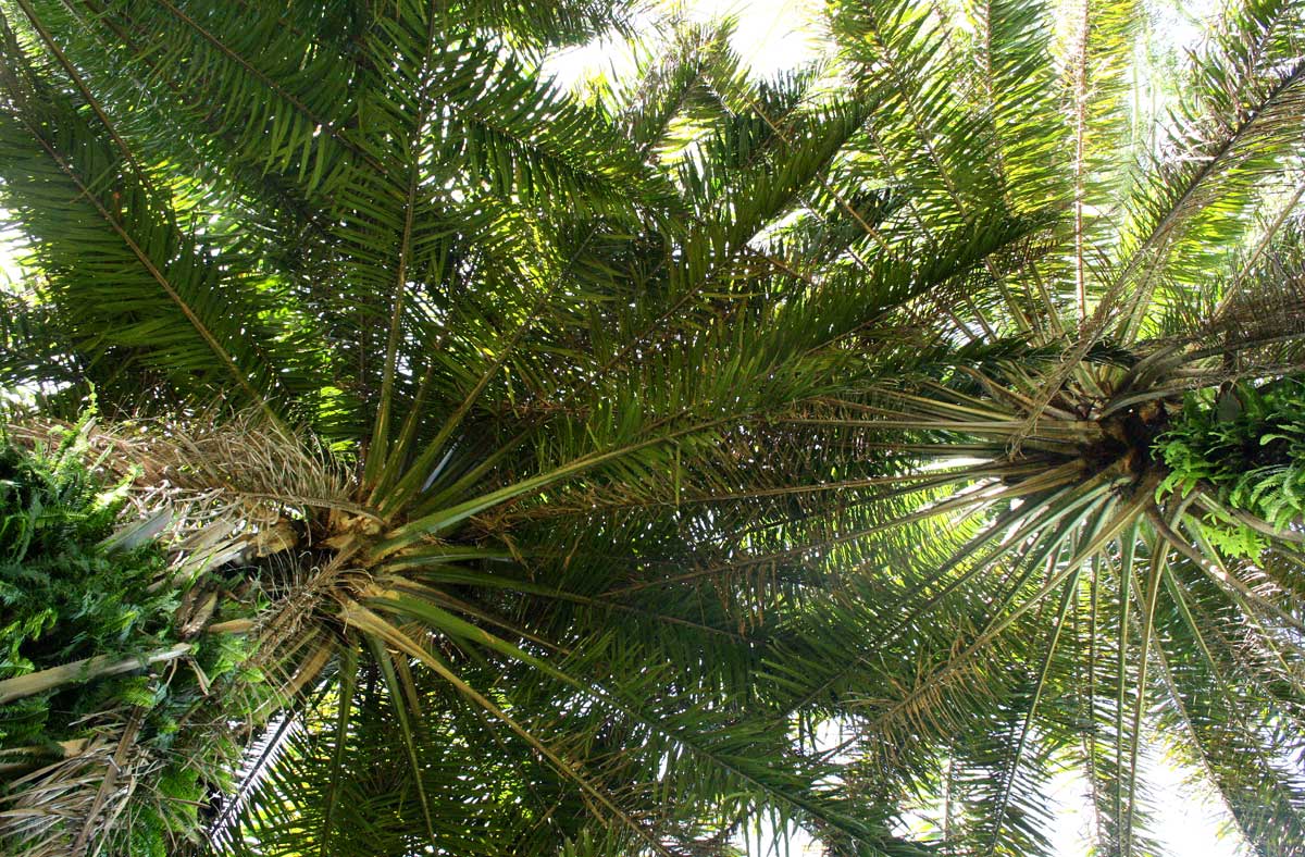 Elaeis guineensis
