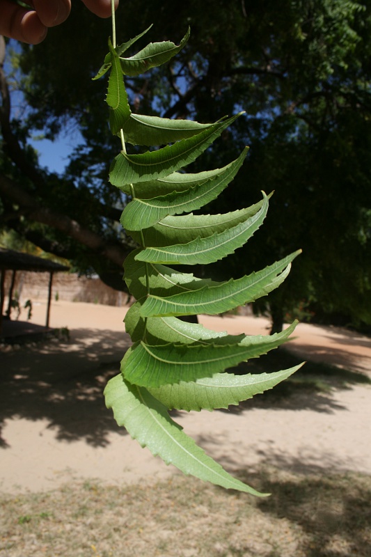 Azadirachta indica