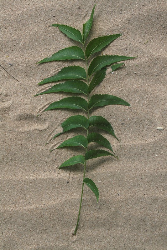 Azadirachta indica
