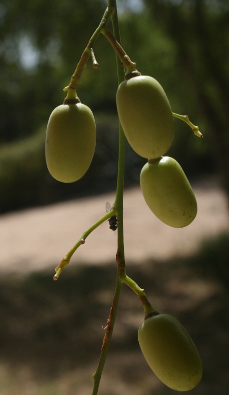 Azadirachta indica