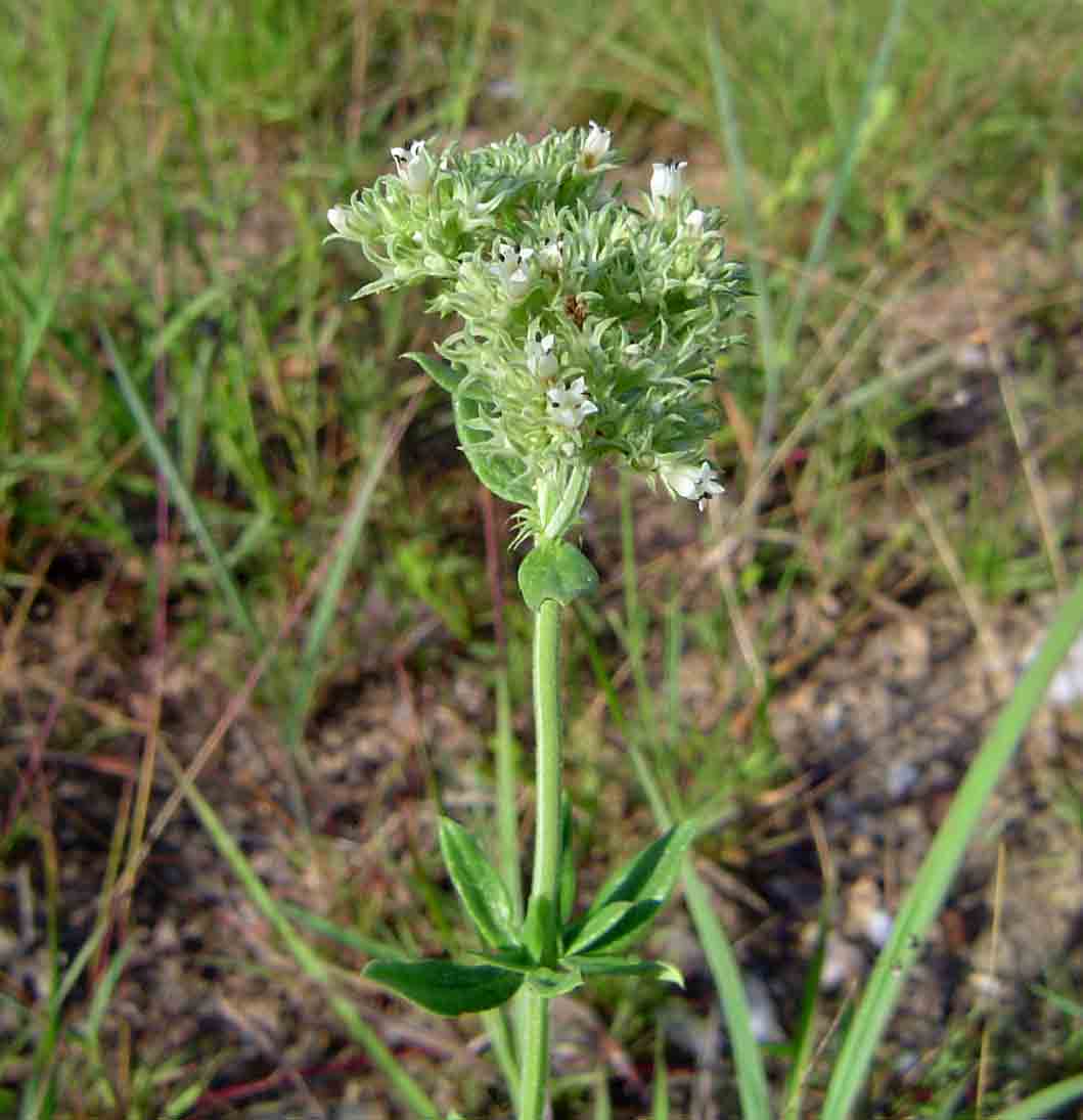 Agathisanthemum bojeri