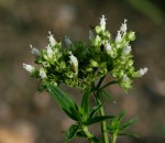 Agathisanthemum bojeri