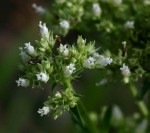 Agathisanthemum bojeri