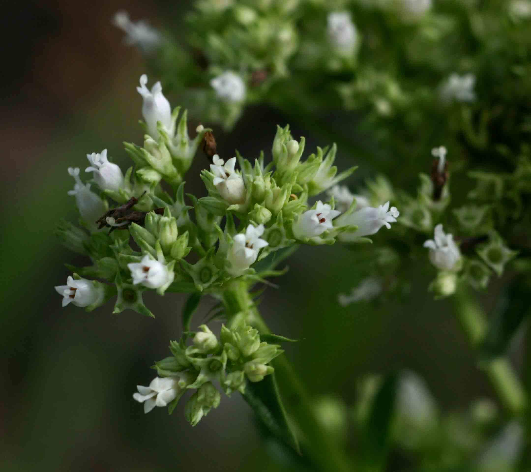 Agathisanthemum bojeri