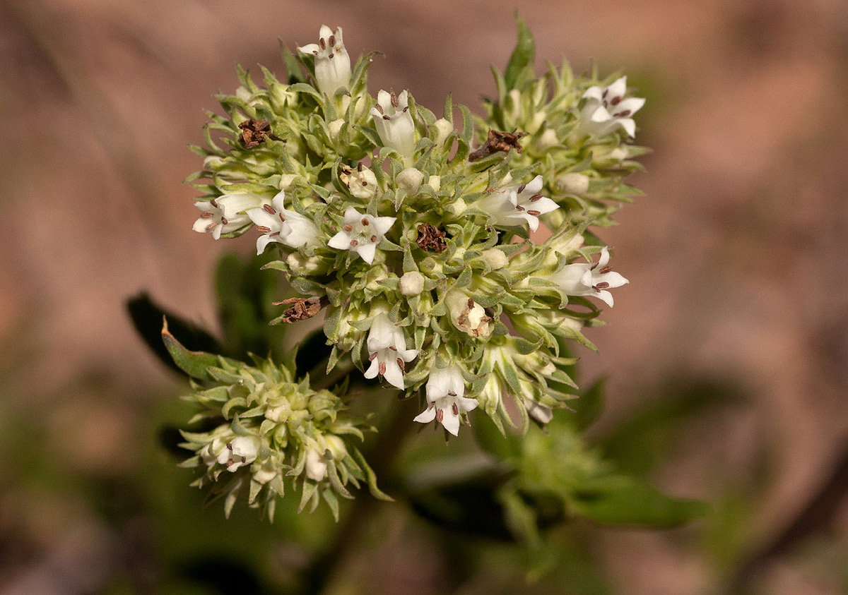 Agathisanthemum bojeri