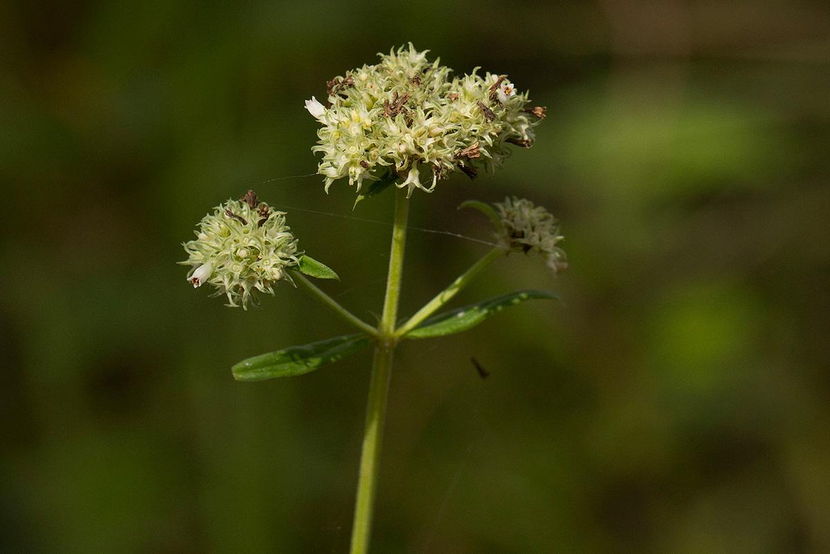 Agathisanthemum bojeri