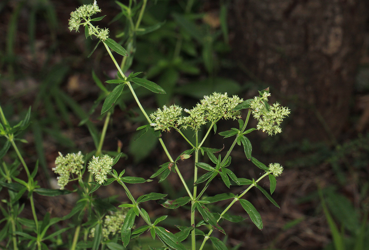 Agathisanthemum bojeri