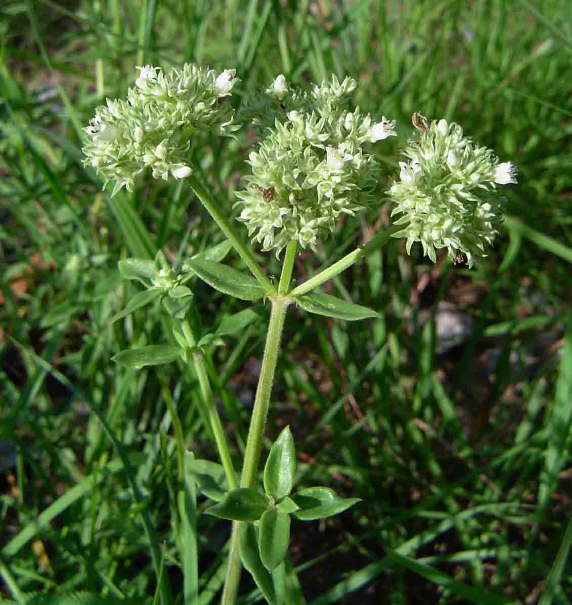 Agathisanthemum bojeri
