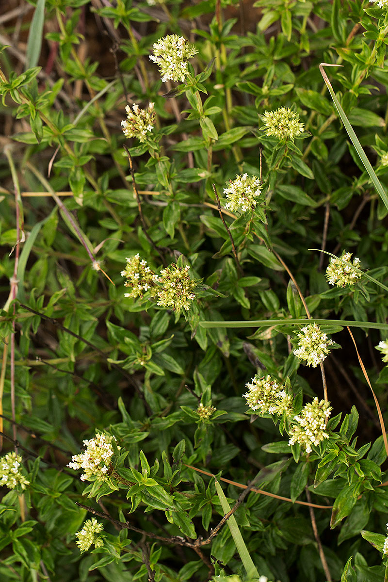 Agathisanthemum bojeri
