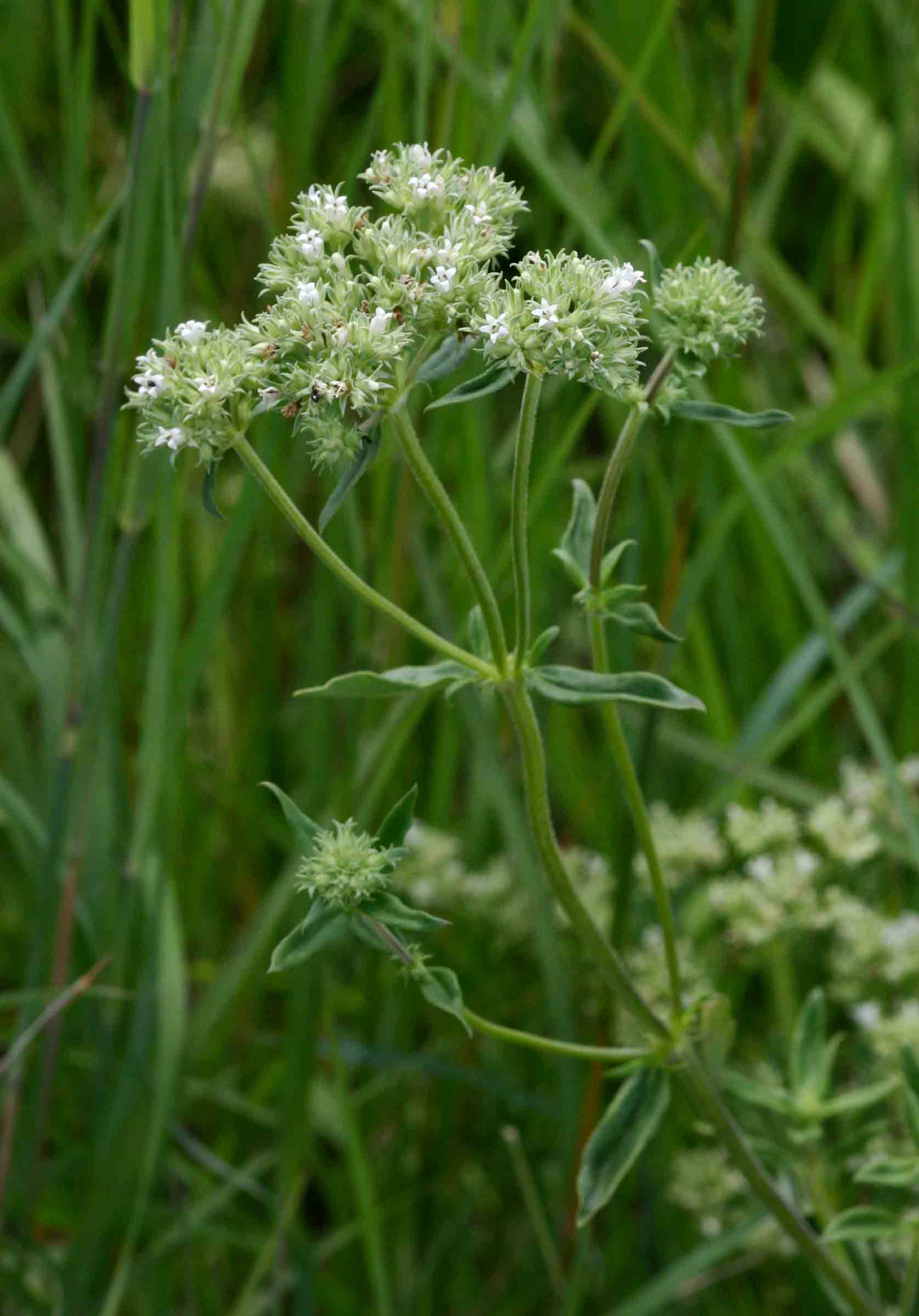 Agathisanthemum bojeri