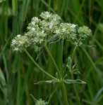 Agathisanthemum bojeri