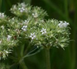 Agathisanthemum bojeri