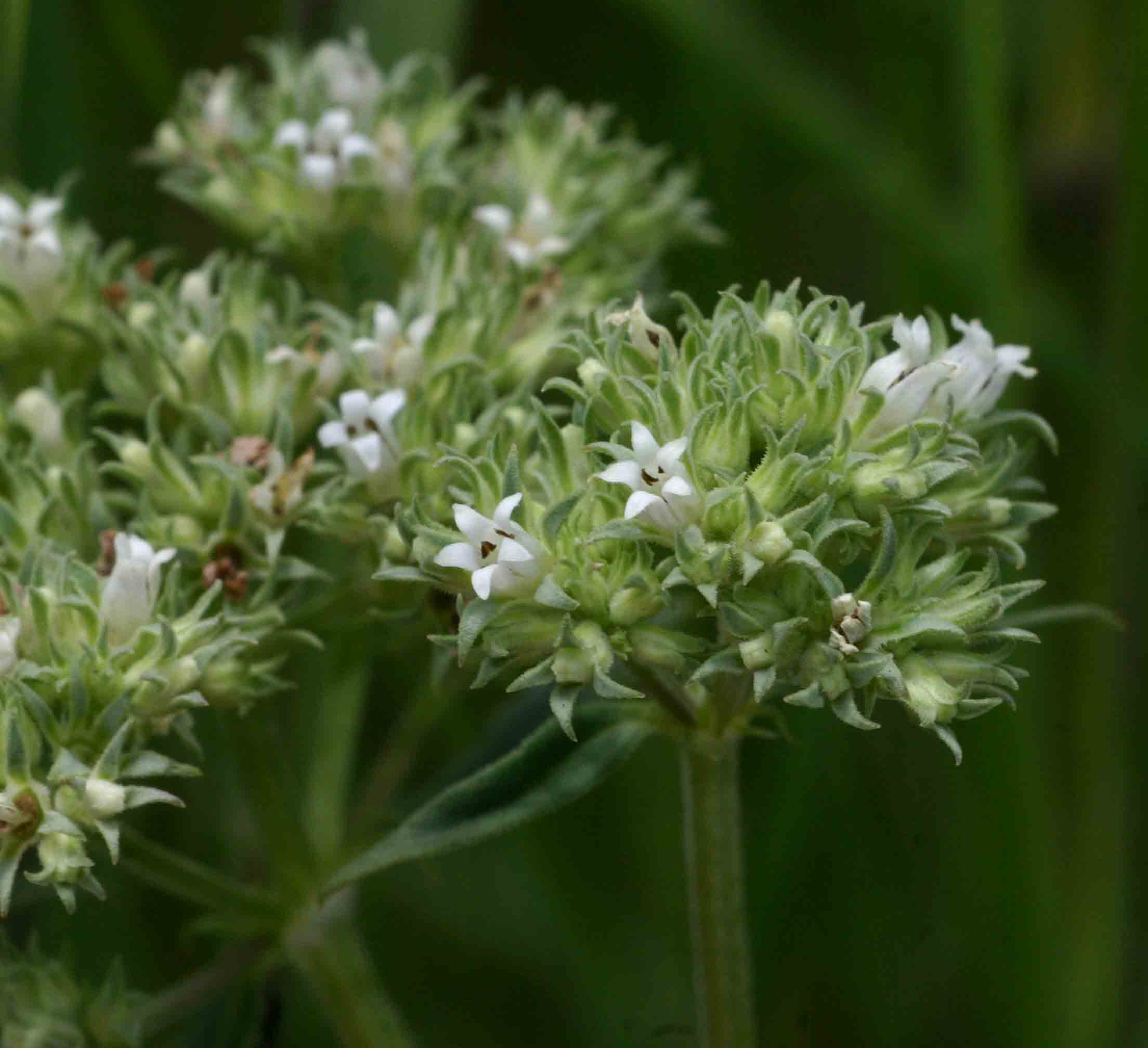Agathisanthemum bojeri