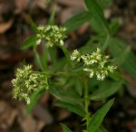 Agathisanthemum bojeri