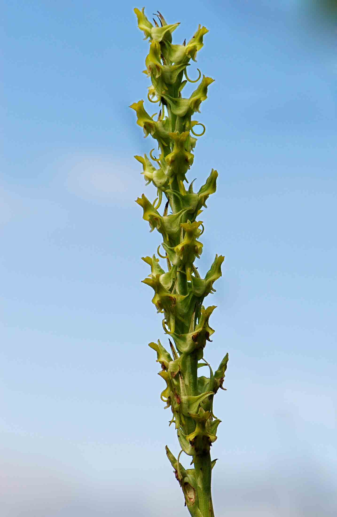 Roeperocharis wentzeliana