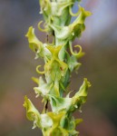 Roeperocharis wentzeliana