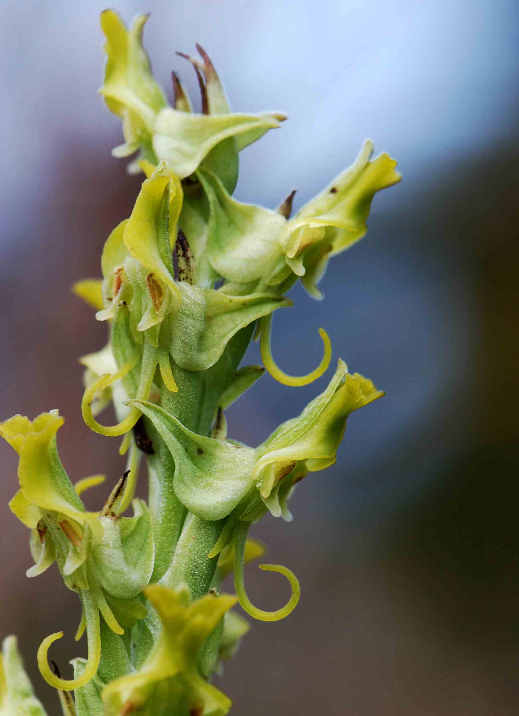 Roeperocharis wentzeliana