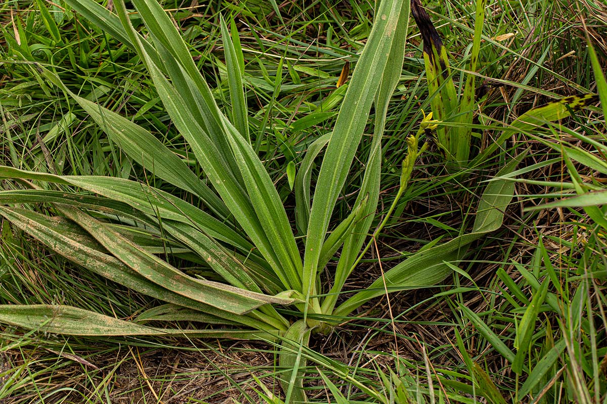 Hypoxis polystachya Hypoxis polystachya