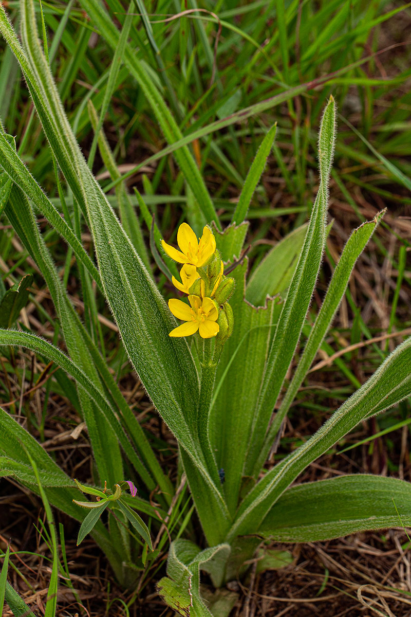 Hypoxis polystachya