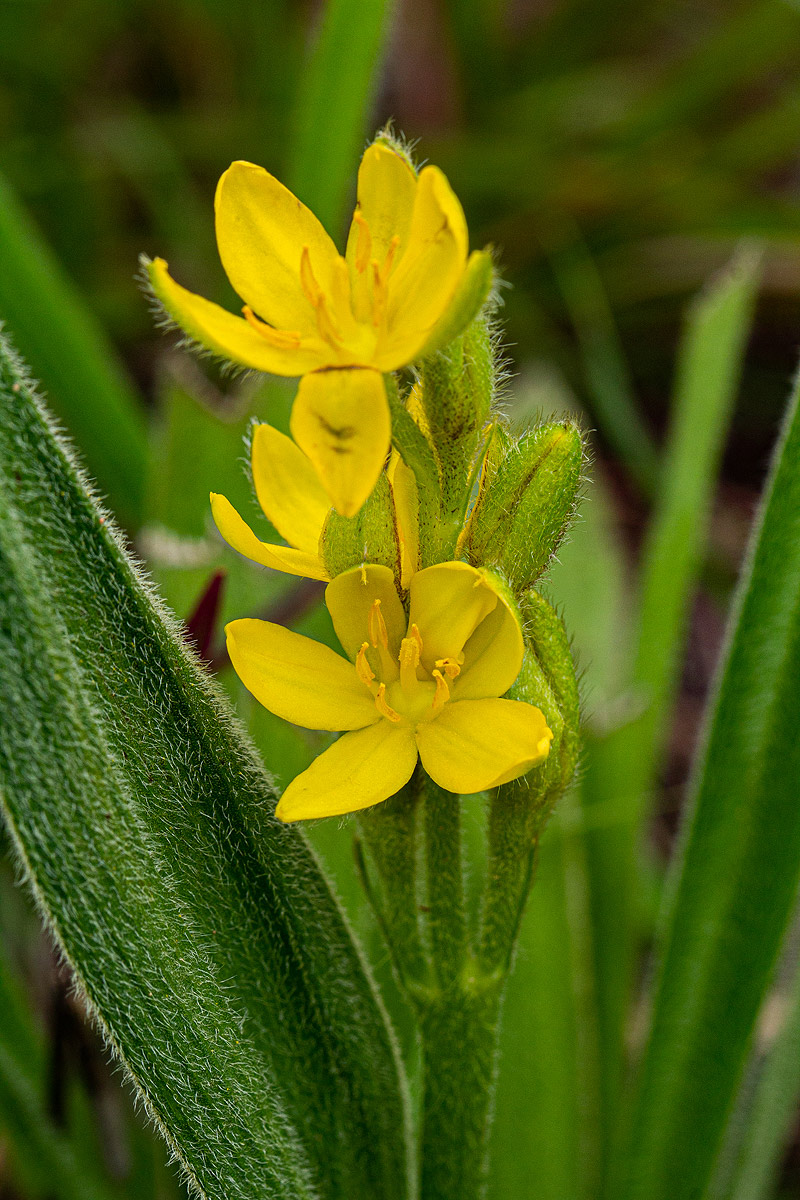 Hypoxis polystachya Hypoxis polystachya