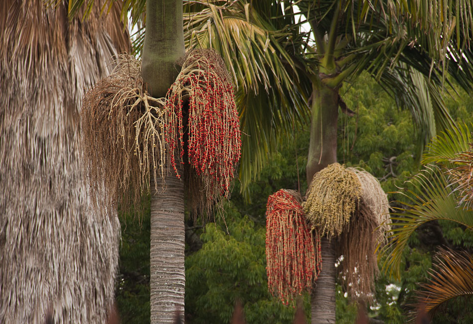 Archontophoenix alexandrae