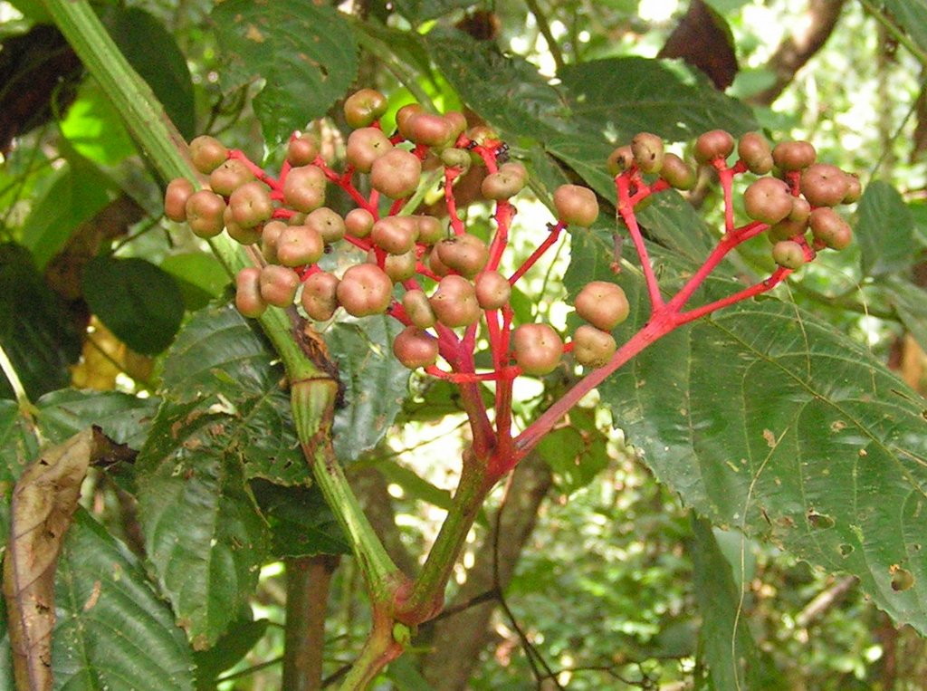 Leea guineensis