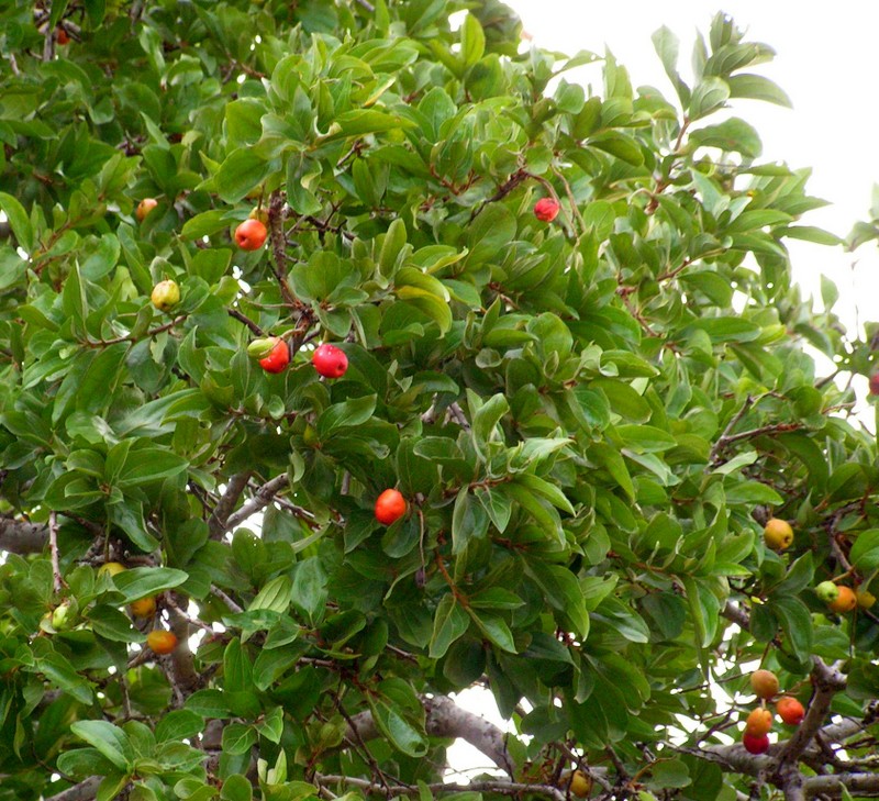 Anisophyllea boehmii