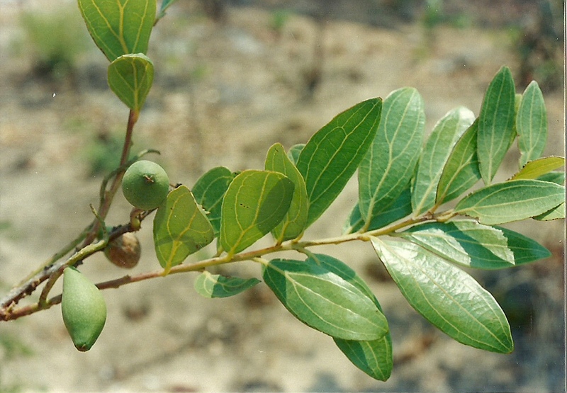 Anisophyllea boehmii
