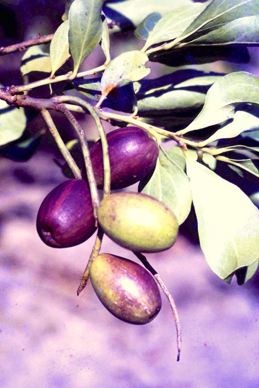 Anisophyllea boehmii