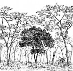 Anisophyllea boehmii