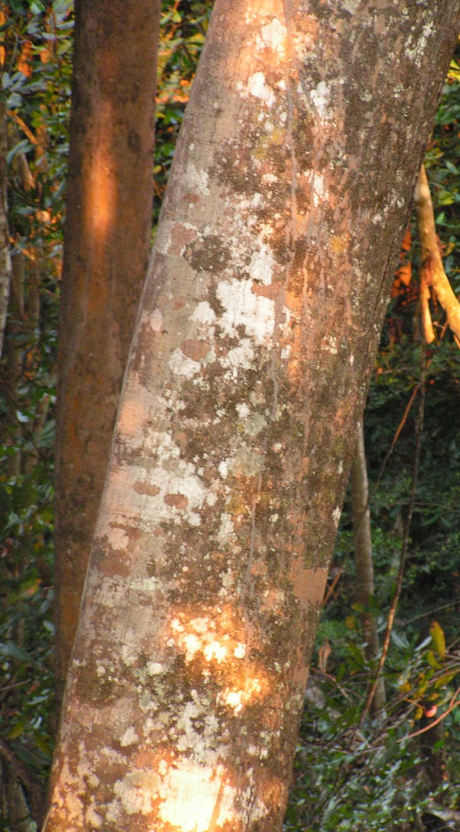 Pycnanthus angolensis subsp. schweinfurthii Pycnanthus angolensis subsp. schweinfurthii