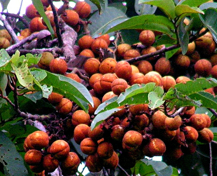 Pycnanthus angolensis subsp. schweinfurthii Pycnanthus angolensis subsp. schweinfurthii