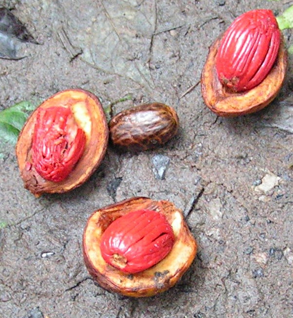 Pycnanthus angolensis subsp. schweinfurthii