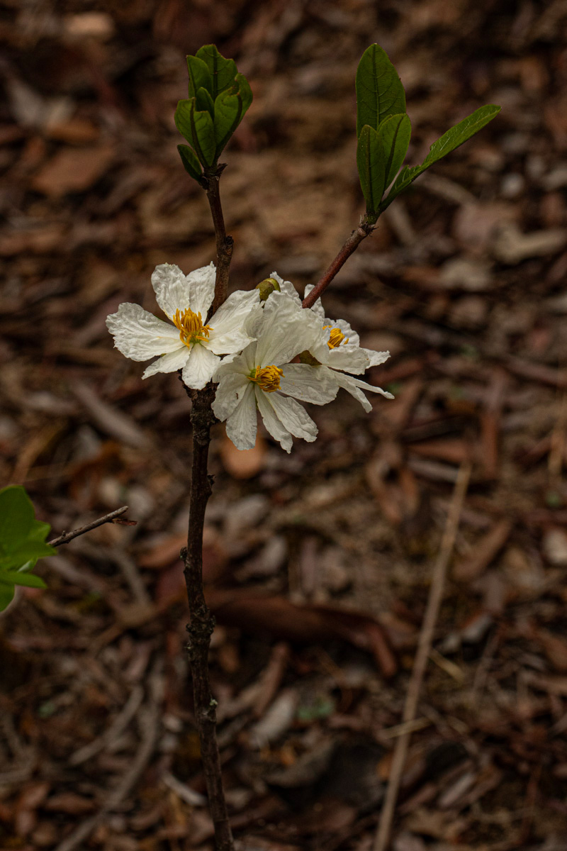 Caloncoba suffruticosa