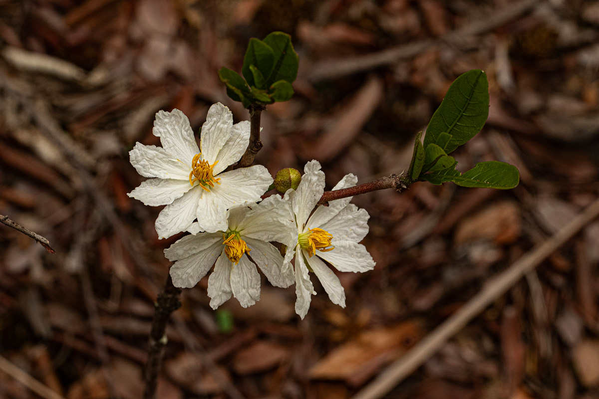 Caloncoba suffruticosa