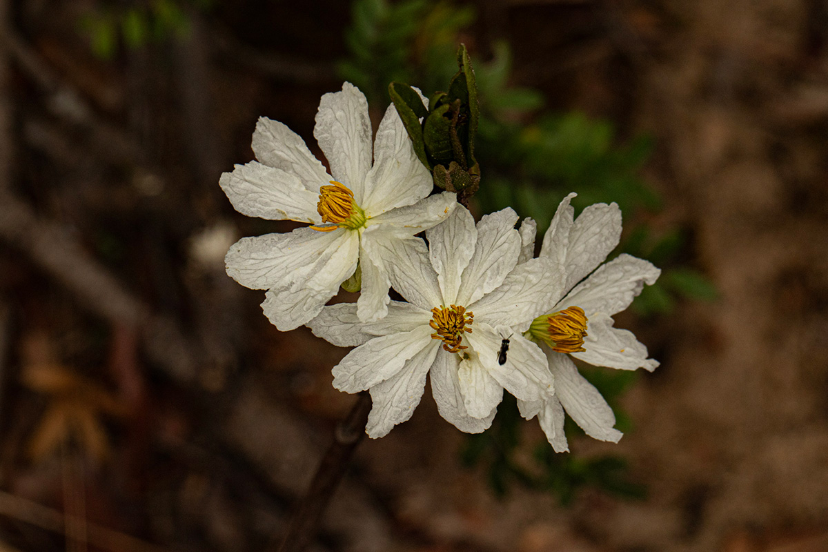Caloncoba suffruticosa