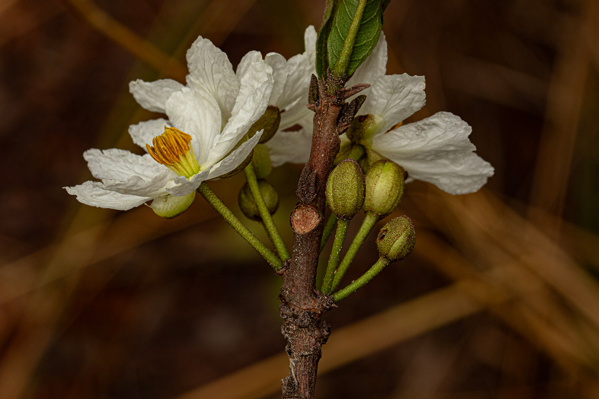 Caloncoba suffruticosa Caloncoba suffruticosa