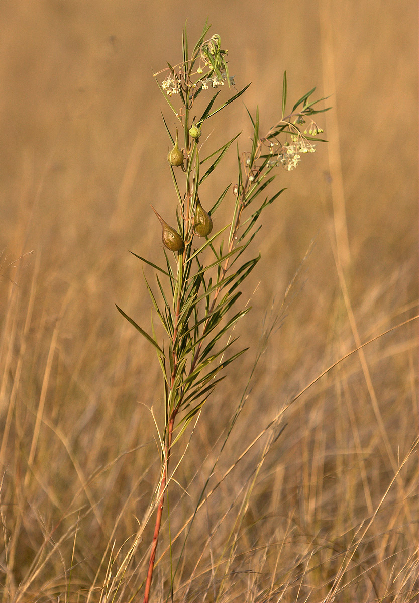 Gomphocarpus fruticosus subsp. rostratus