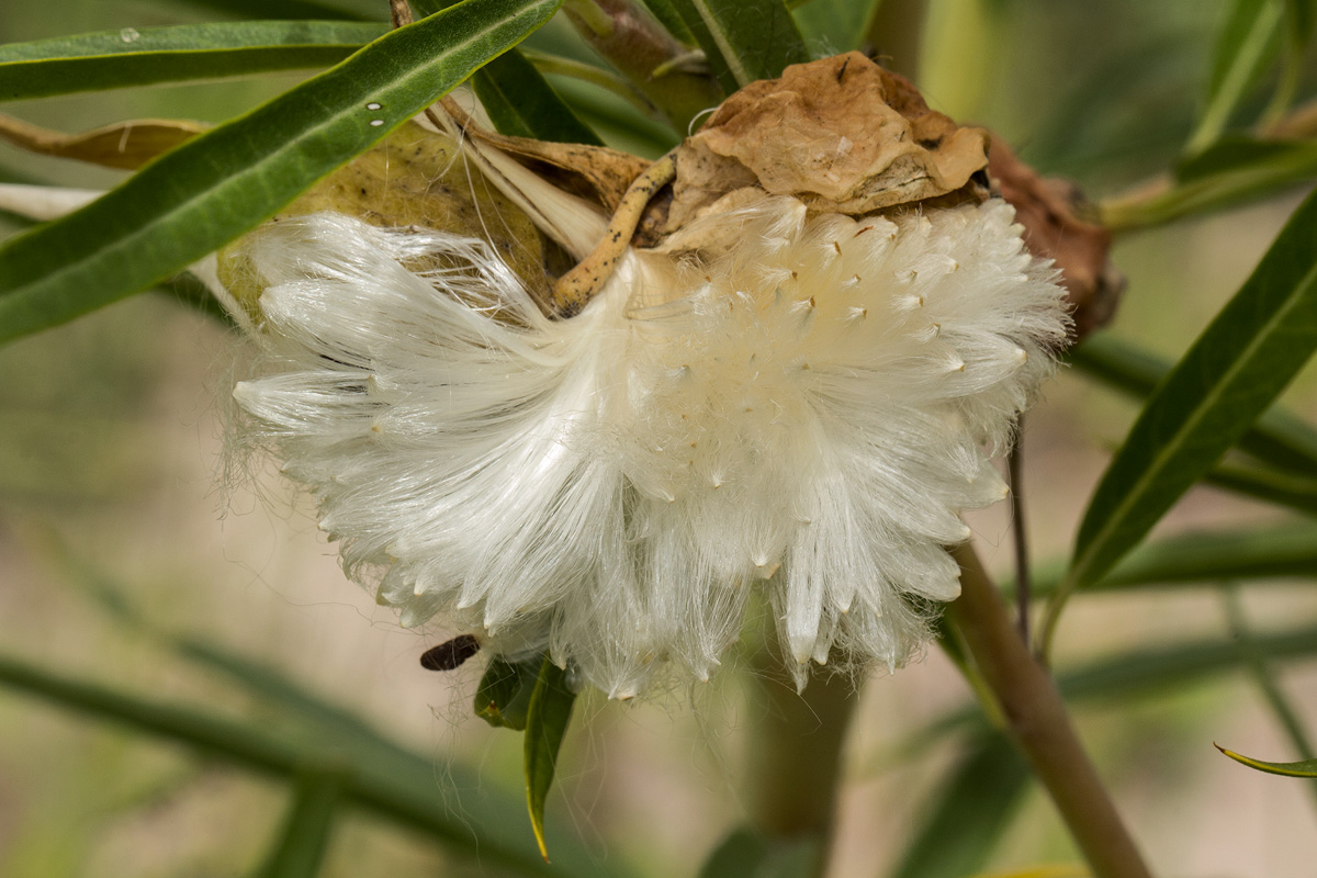 Gomphocarpus fruticosus subsp. rostratus Gomphocarpus fruticosus subsp. rostratus