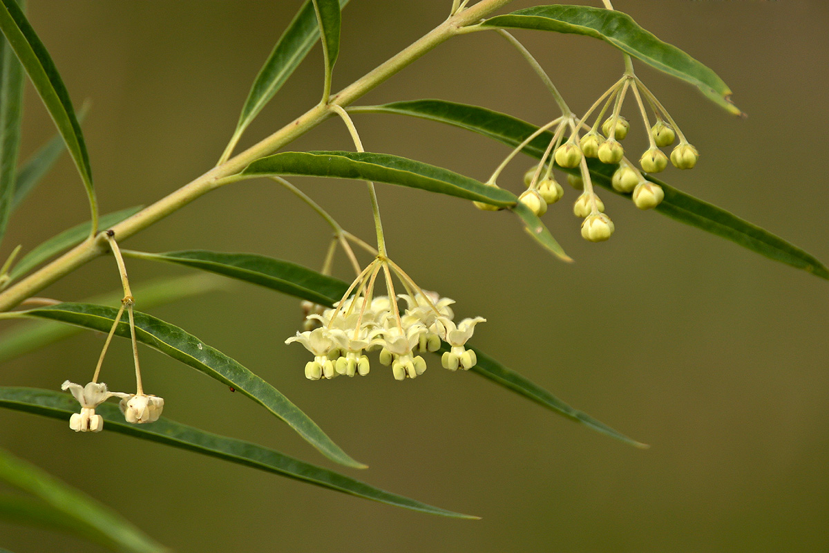 Gomphocarpus fruticosus subsp. rostratus