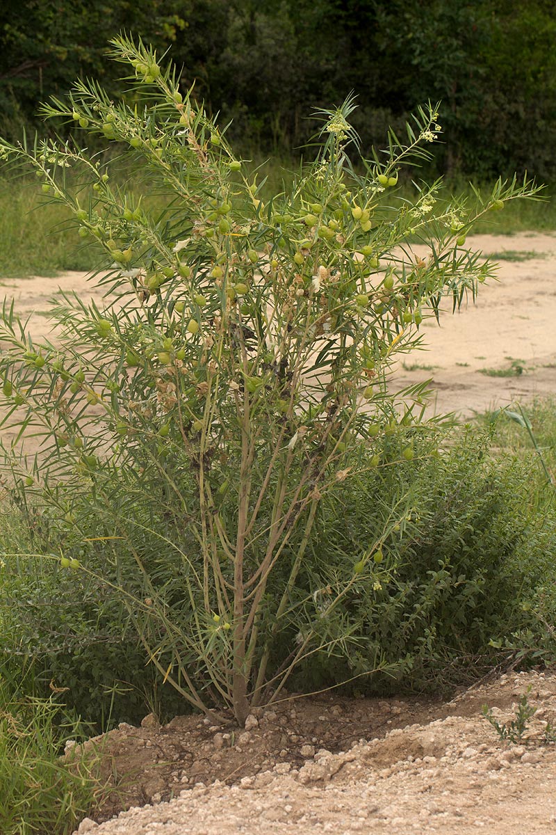 Gomphocarpus fruticosus subsp. rostratus Gomphocarpus fruticosus subsp. rostratus