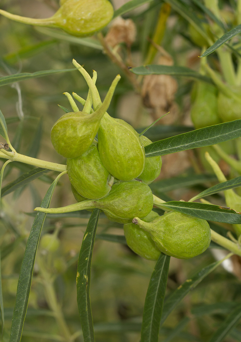 Gomphocarpus fruticosus subsp. rostratus Gomphocarpus fruticosus subsp. rostratus
