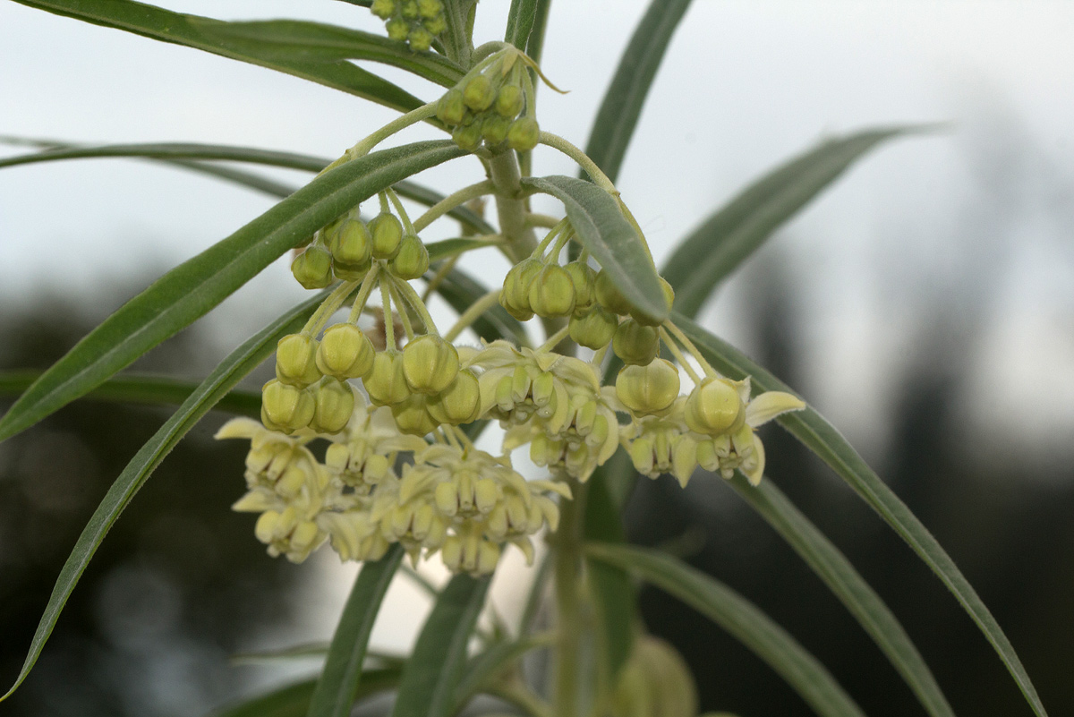 Gomphocarpus fruticosus subsp. rostratus