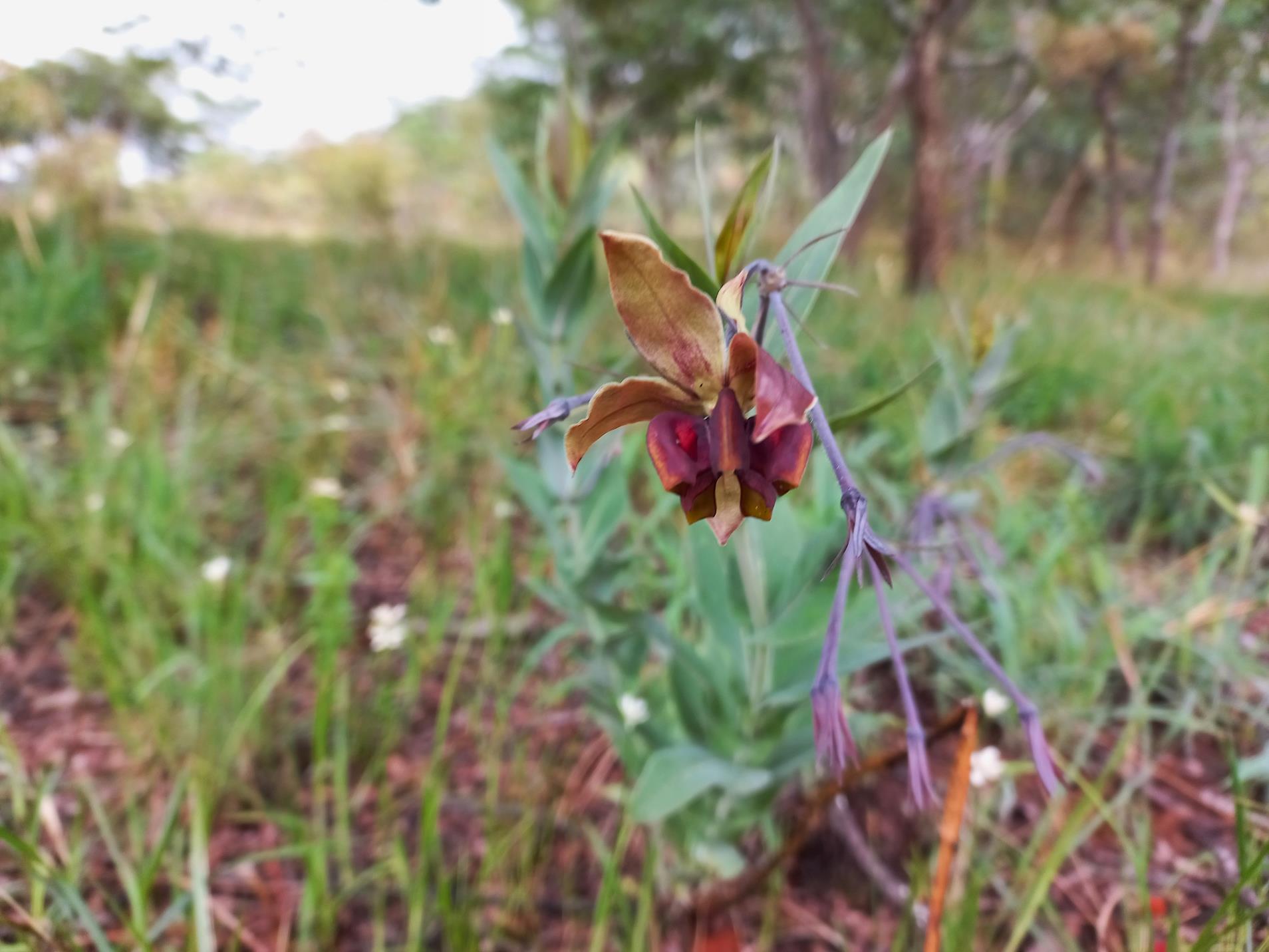 Gomphocarpus praticolus