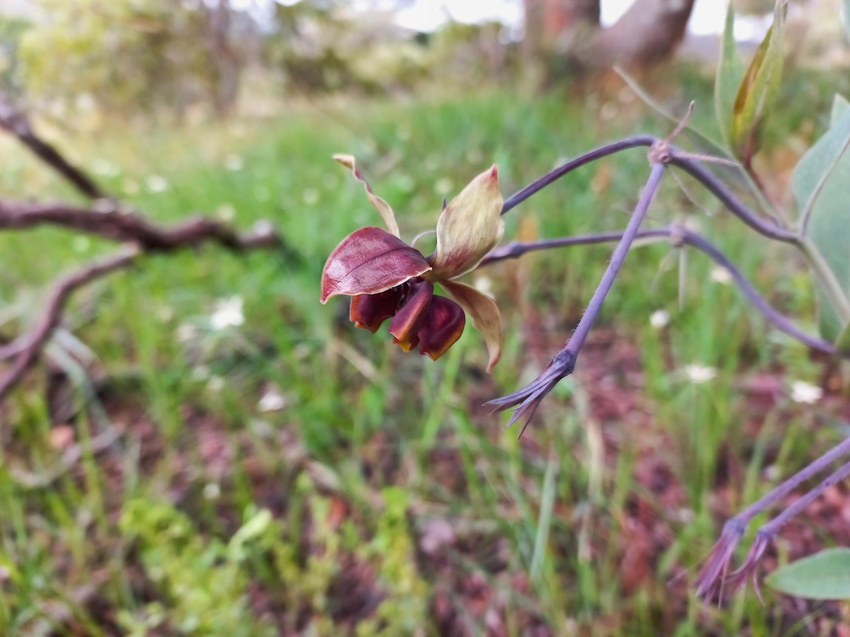Gomphocarpus praticolus