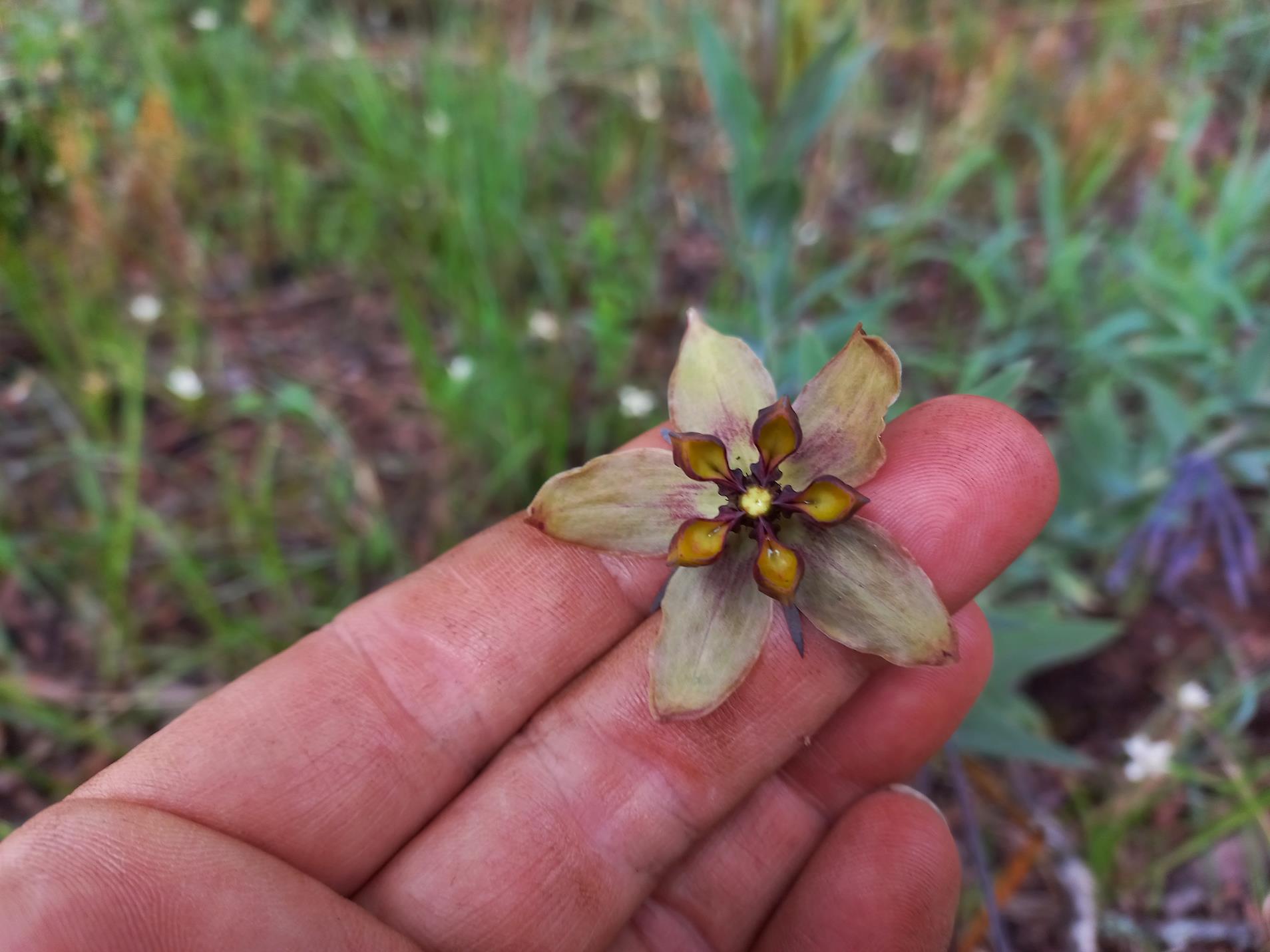 Gomphocarpus praticolus