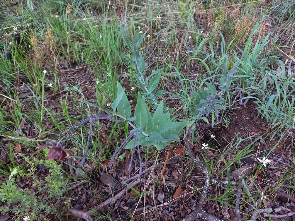 Gomphocarpus praticolus